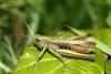 Chorthippus dorsatus dorsatus